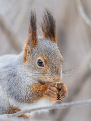 Fototapeta premium The squirrel with nut sits on tree in the winter or late autumn