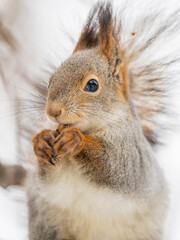 Fototapeta premium The squirrel with nut sits on tree in the winter or late autumn