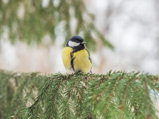 Cute bird Great tit, songbird sitting on the fir branch with snow in winter