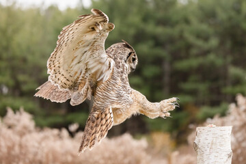 Great Horned Owl (Bubo virginianus) Landing on Tree Stump in Forest Clearing