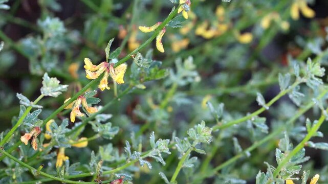Evenkeel Deerplant, Acmispon Glaber Variety Glaber, an excellent native synoecious subshrub displaying rainy dew laden racemose umbel inflorescences during late Winter in Coastal Los Angeles County.