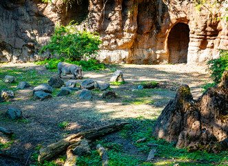 Seattle Zoo Warthog 2