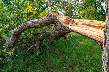 Fototapeta premium Windbruch an einem Apfelbaum
