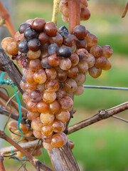 red grapes fruit on the vine