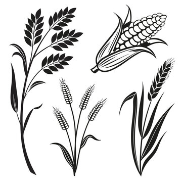 Black silhouette vector designs of wheat stalks and corn