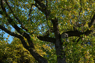 A wooden birdhouse hangs on a thick tree branch with green and yellow leaves under a clear blue sky, symbolizing seasonal change and eco-conscious living