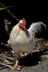 white rooster on the farm