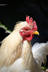 close up of a rooster