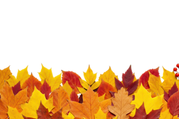 Autumn yellow leaves border isolated on transparent background