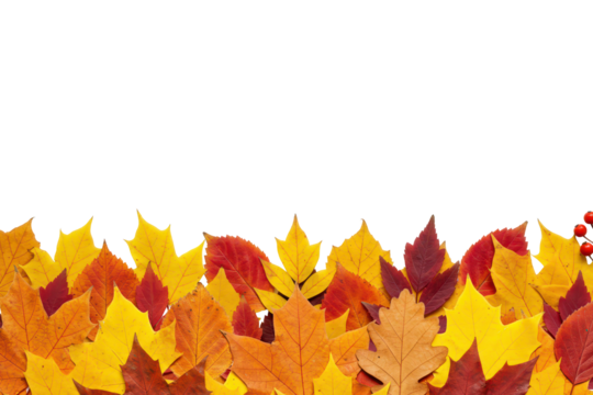 Autumn yellow leaves border isolated on transparent background