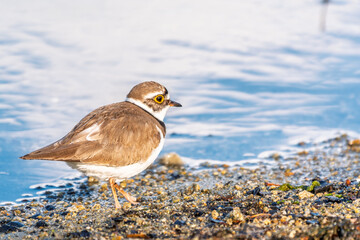 Little ringed plover (Charadrius dubius), bird standing on the lake shore