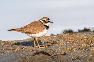 Little ringed plover (Charadrius dubius), bird standing on the lake shore