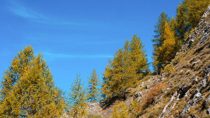 Vibrant autumn landscape featuring golden larch trees on a rocky hillside under a clear blue sky, showcasing the beauty of nature in a serene outdoor environment