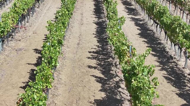 Grape Vineyard Fields Harvest Season Drone Video, Bozcaada Canakkale, Turkiye (Turkey)