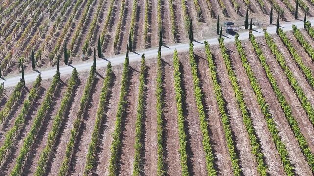 Grape Vineyard Fields Harvest Season Drone Video, Bozcaada Canakkale, Turkiye (Turkey)