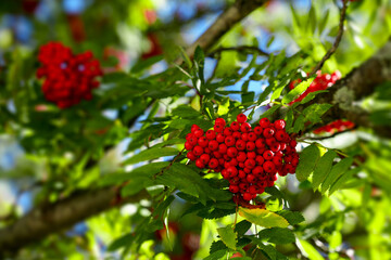 Clusters of bright red rowan berries on a lush green branch, illuminated by sunlight, highlighting the vibrant colors and natural beauty of the tree.