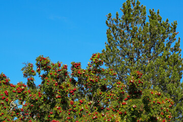 Rowan tree with clusters of bright red berries stands against a backdrop of lush green pine trees under a clear blue sky, highlighting the beauty and richness of nature