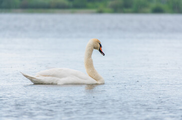 Obraz premium Graceful white Swan swimming in the lake, swans in the wild. Portrait of a white swan swimming on a lake.