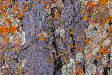 Rugged rock surface showcases vibrant lichen in various colors and textures. Natural setting...