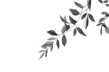 A large shadow of the Monstera leaf projected on a white wall, natural and minimal aesthetics