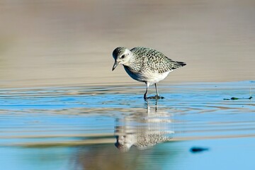  Sandpiper forages for food.