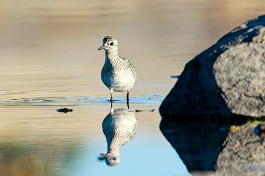  Semipalmated sandpiper in water.
