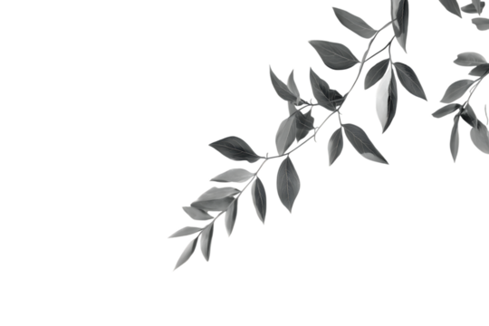 A large shadow of the Monstera leaf projected on a white wall, natural and minimal aesthetics