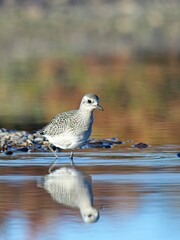  Portraiture of sandpiper walking in water.