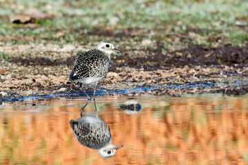   Sandpiper casts clear reflection.