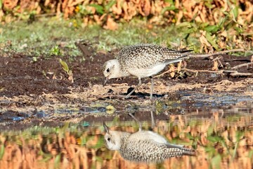 Foraging sandpiper casts reflection.