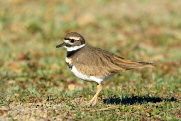  Killdeer stands on the ground.