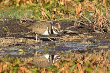  Killdeer walking by calm pond.