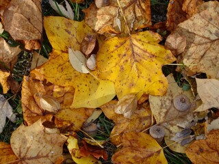 Obraz premium autumn leaves on the ground