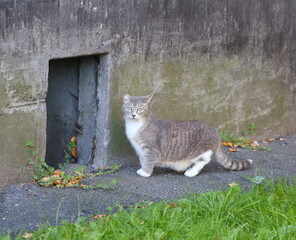 A gray cat is standing on the asphalt near the basement window