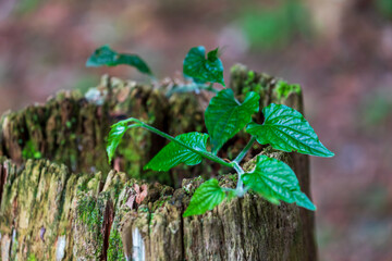New green shoots growing on dead wood