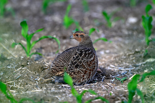 Rebhuhn - Weibchen // Grey partridge - female (Perdix perdix) - Vogel des Jahres 2026