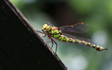 Blaugrüne Mosaikjungfer - Southern Hawker