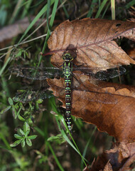 Blaugrüne Mosaikjungfer - Southern Hawker