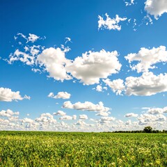 Wide shot of a field under a partly cloudy blue sky