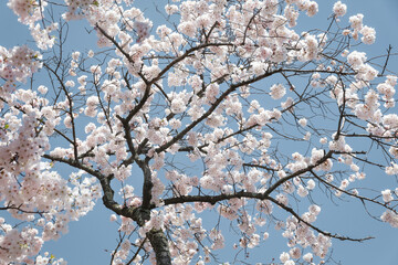 cherry blossom spring