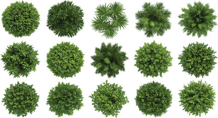 Top view collection of sixteen green plants and shrubs with diverse leaf patterns for landscape design, gardening, botany, and architecture illustration