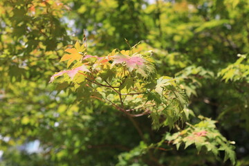 가을이 찾아오는 단풍의 시작