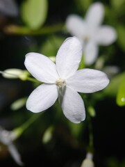 princess earring flower (wrightia religiosa)