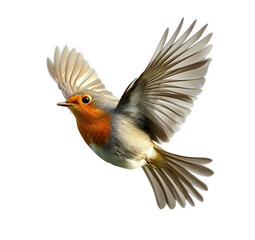 Fototapeta premium A european robin gracefully takes flight, its wings outstretched against a pristine backdrop, isolated on transparent background the birds red breast is a focal point