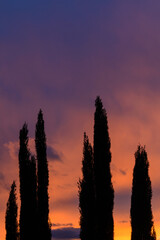 SILUETAS DE CIPRESES EN UN COLORIDO ATARDECER
