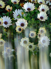 BELLAS FLORES DE MARGARITA