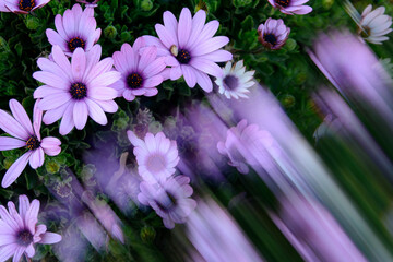 BELLAS FLORES DE MARGARITA