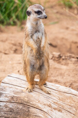 Meerkat, Suricata suricatta, on hind legs. Portrait of meerkat standing on hind legs with alert expression. Portrait of a funny meerkat sitting on its hind legs.