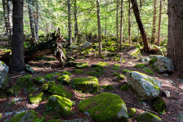 Moss-covered rocks and fallen trees in a quiet forest illuminated by soft sunlight. Mossy forest...