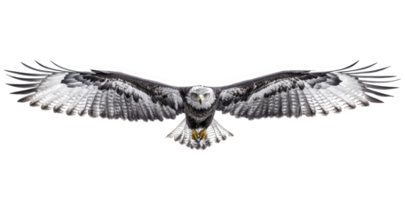 Roughlegged hawk in full flight, isolated on transparent background, showcasing its impressive wingspan and intricate feather patterns against a pristine backdrop